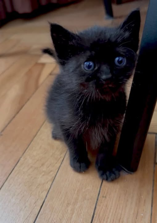 May be an image of cat