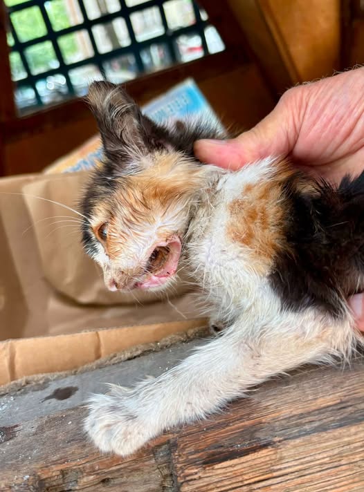 May be an image of cat