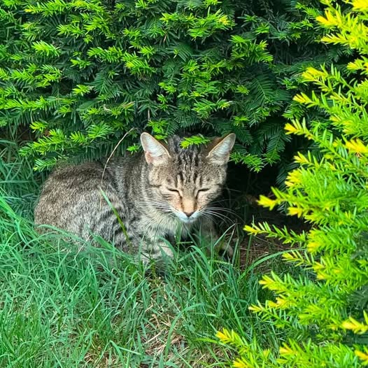 May be an image of cat