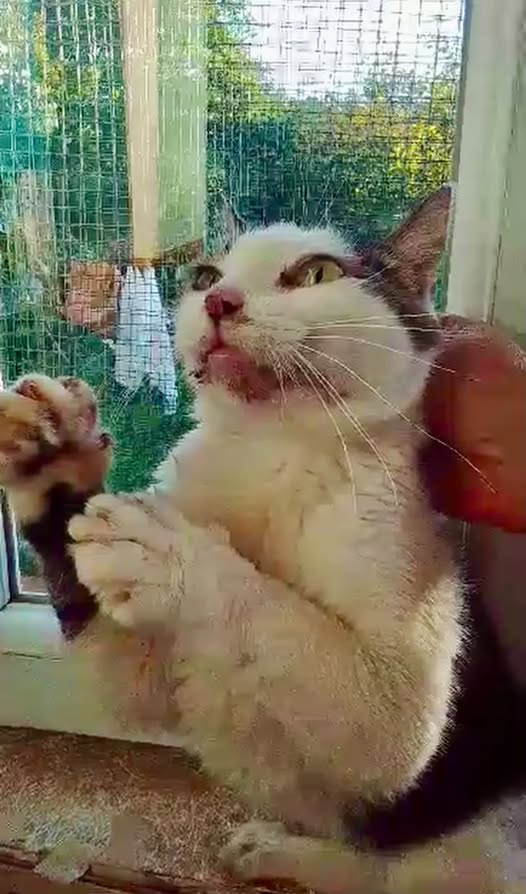 May be an image of cat