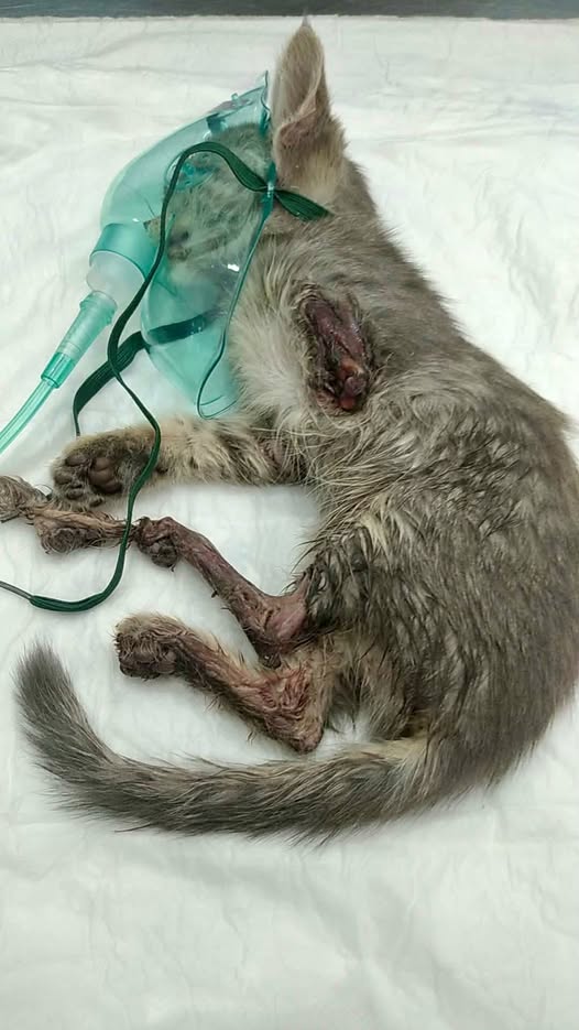 May be an image of animal