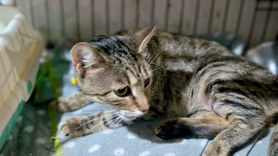 May be an image of cat