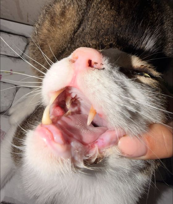 May be an image of cat