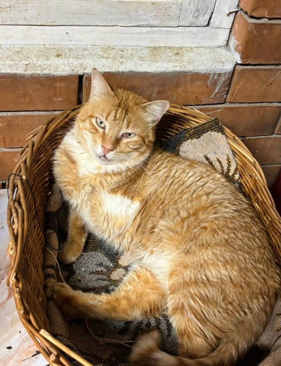 May be an image of cat