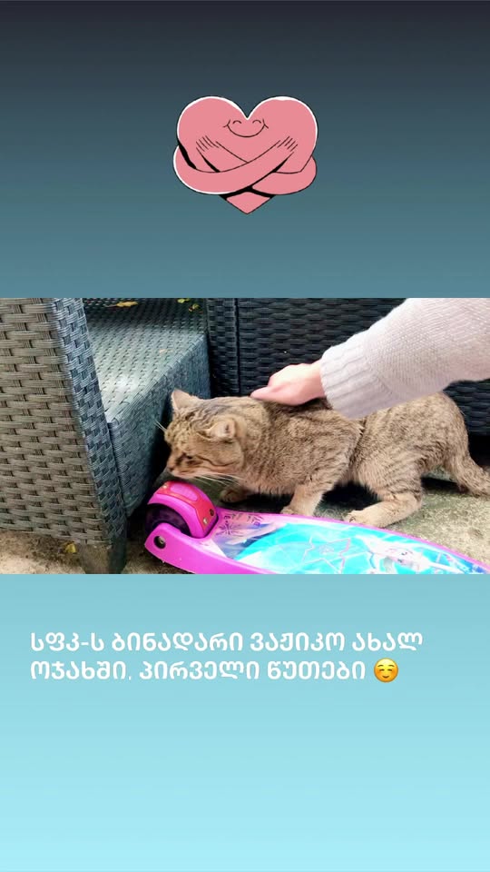 ვიდეო