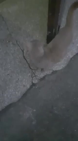 ვიდეო