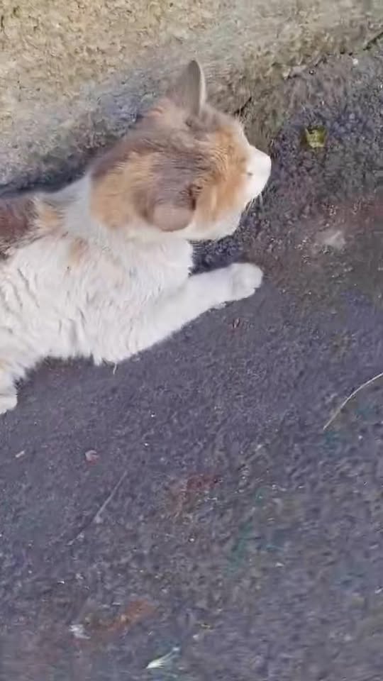 ვიდეო