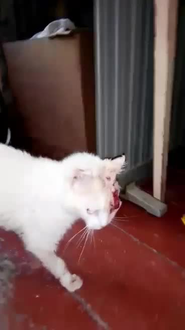 ვიდეო