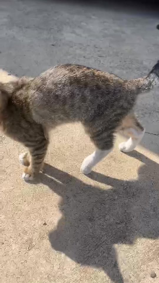 ვიდეო