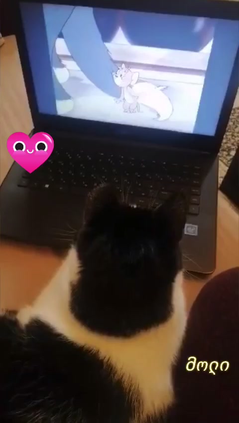 ვიდეო
